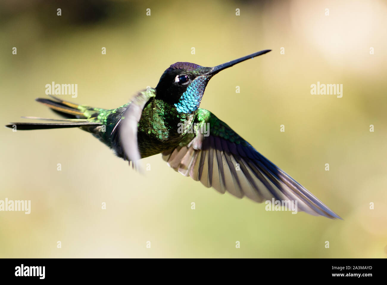 Herrliche Kolibri im Flug Stockfoto