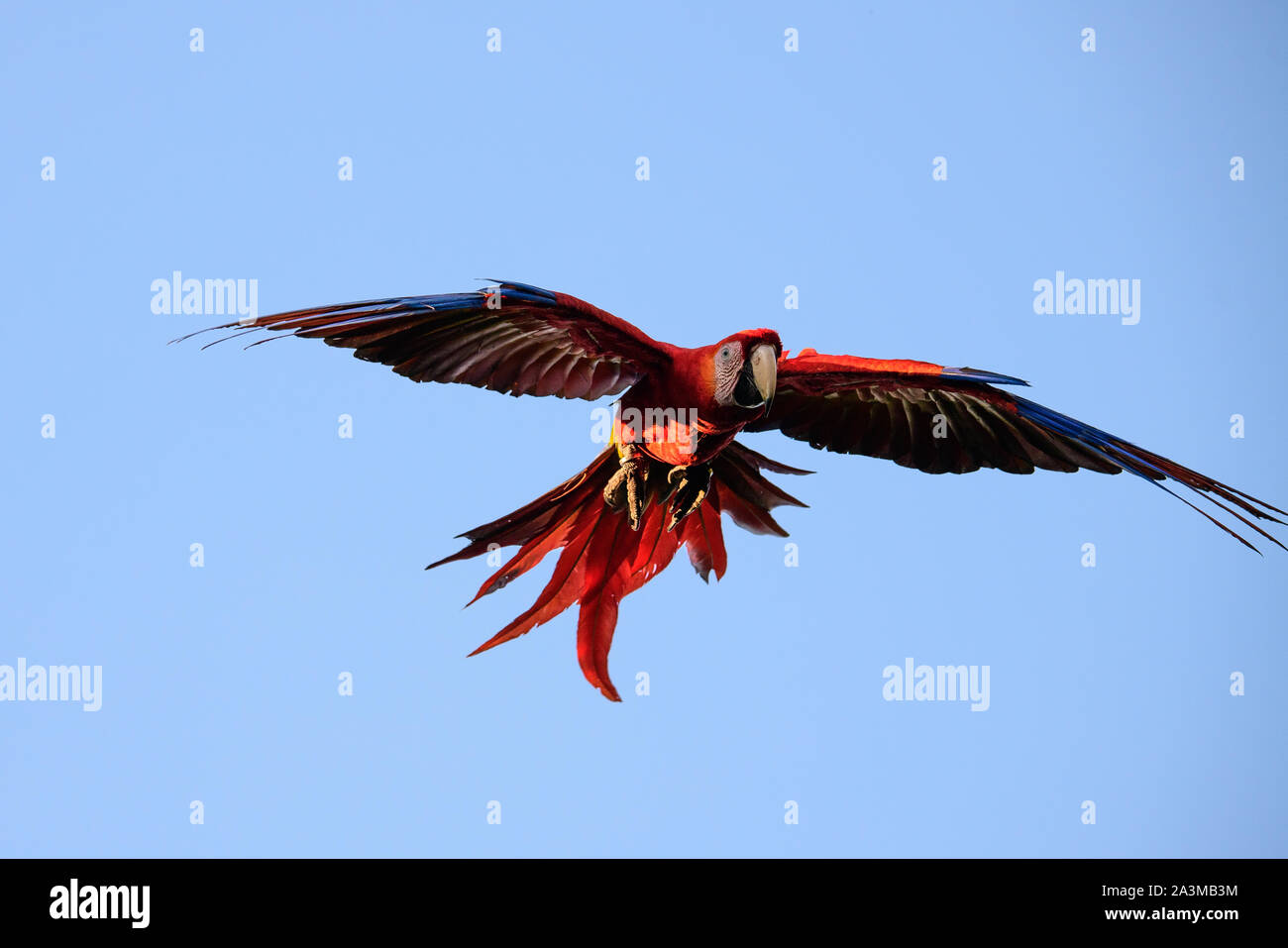 Hellrote Ara im Flug Stockfoto