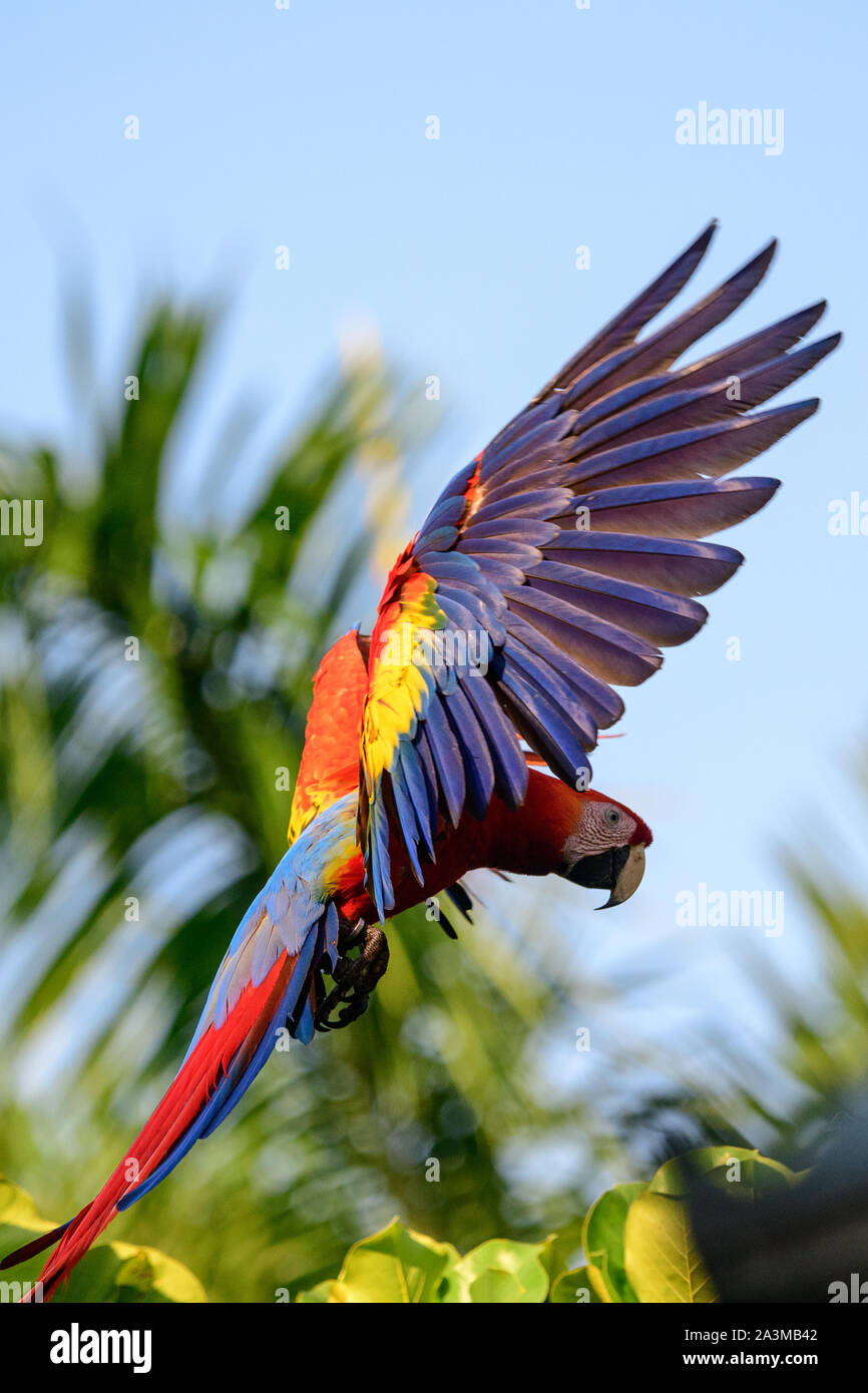 Hellrote Ara im Flug Stockfoto