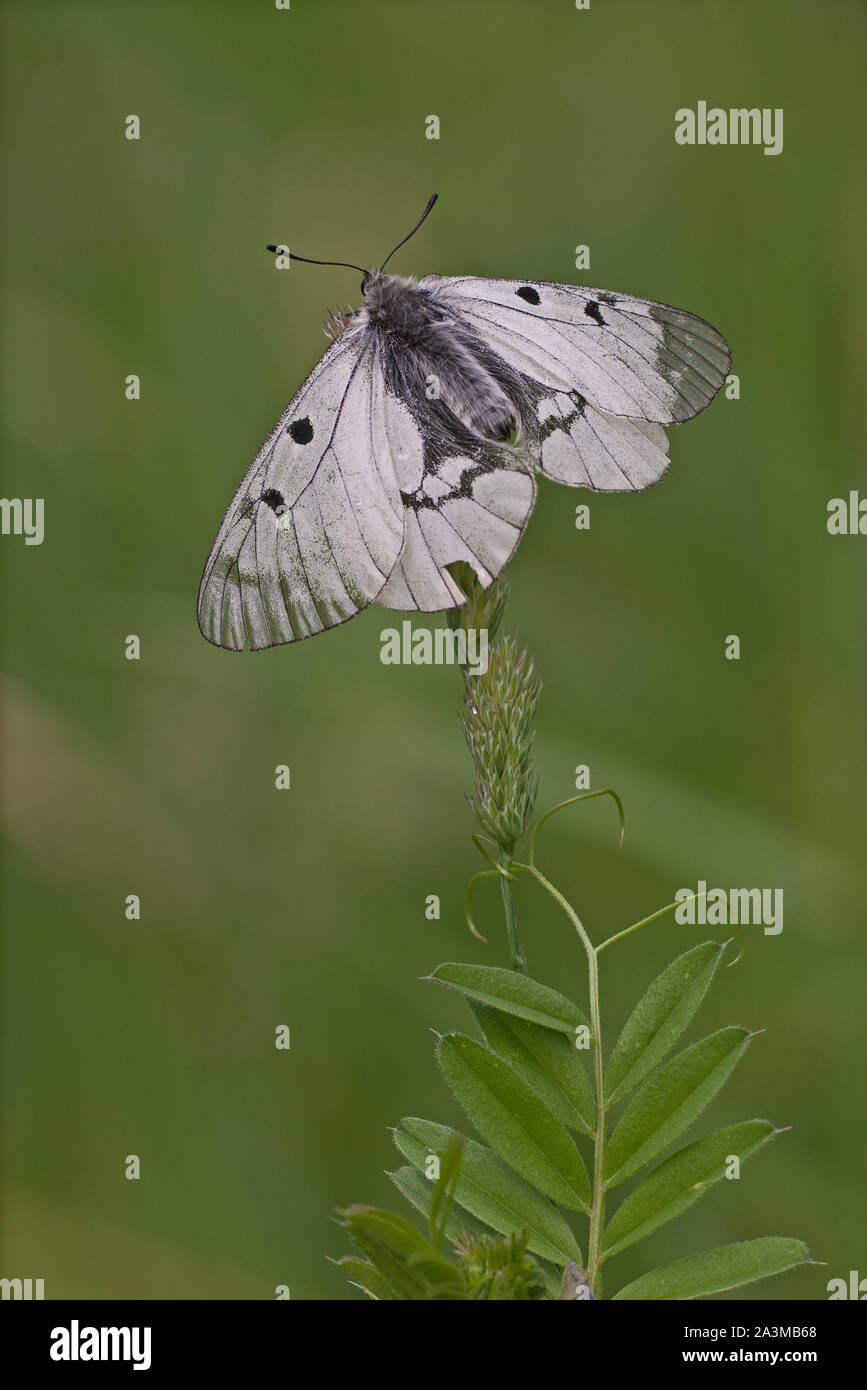 Getrübt Apollo (clossiana Mnemosyne) Schwarz und Weiß Schmetterling seine Flügel aus den ersten Sonnenstrahlen zu fangen. Stockfoto