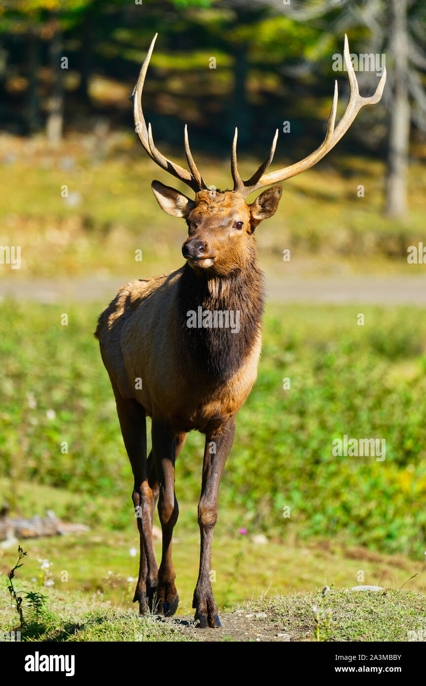 Montebello, Quebec, Kanada, September 29,2019. EIN männlicher Karibu in einem Wildpark Reserve in Montebello, Quebec, Kanada.Quelle: Mario Beauregard/Alamy News Stockfoto