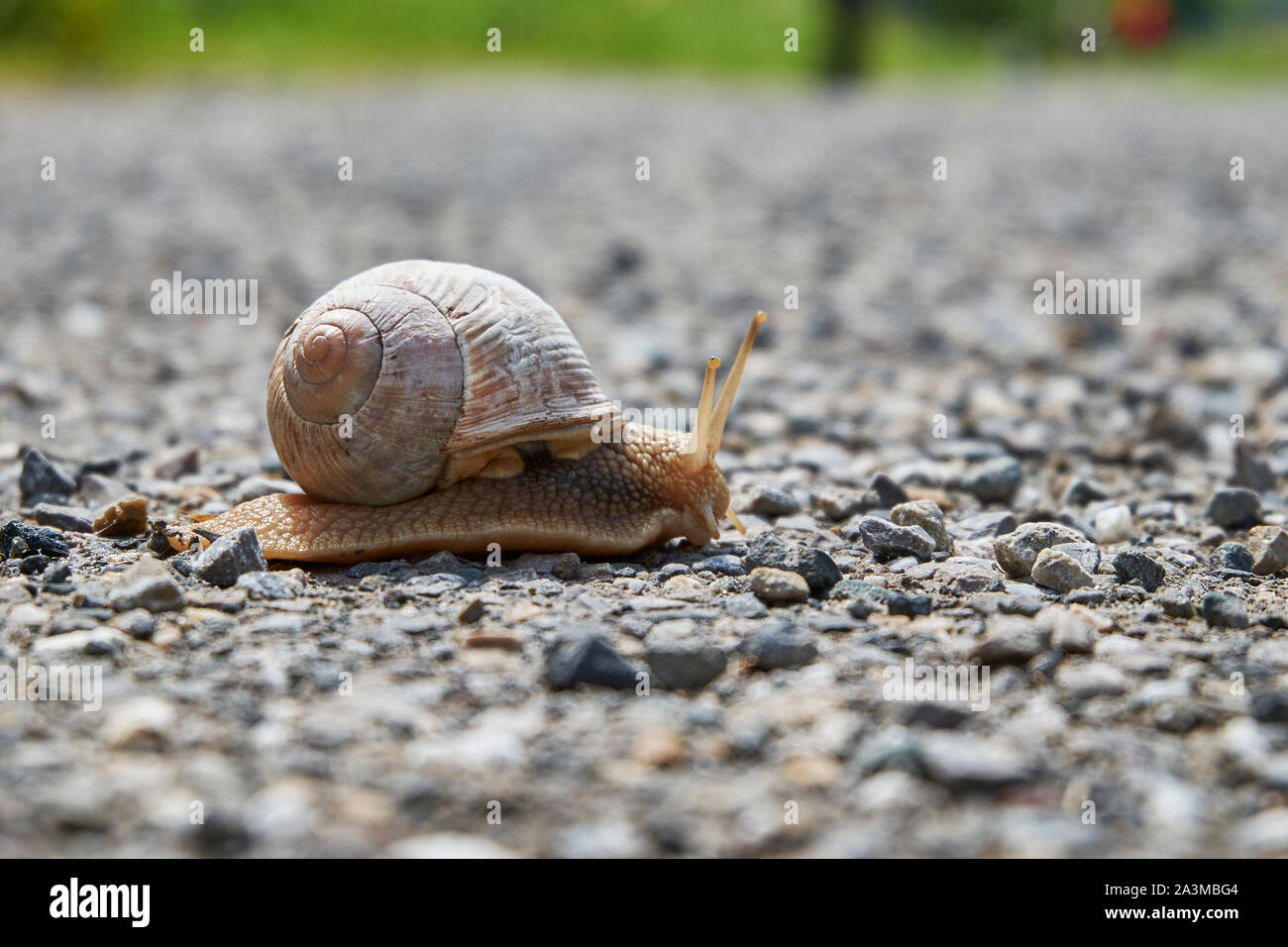 Nahaufnahme einer Schnecke an der Kreuzung eines felsigen Pfad Stockfoto