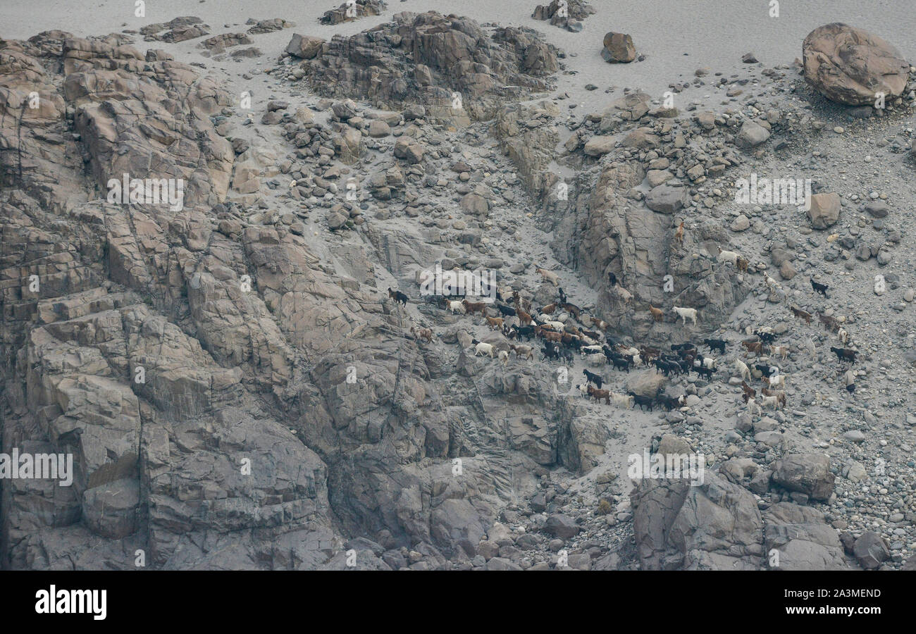 Die Schafe weideten entlang Karakorum Highway oder neue Seidenstraße, Pakistan. Stockfoto