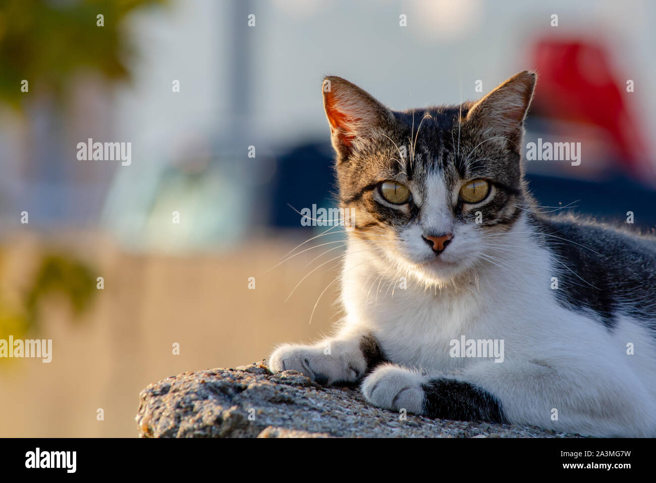 Eine streunende Katze Stockfoto