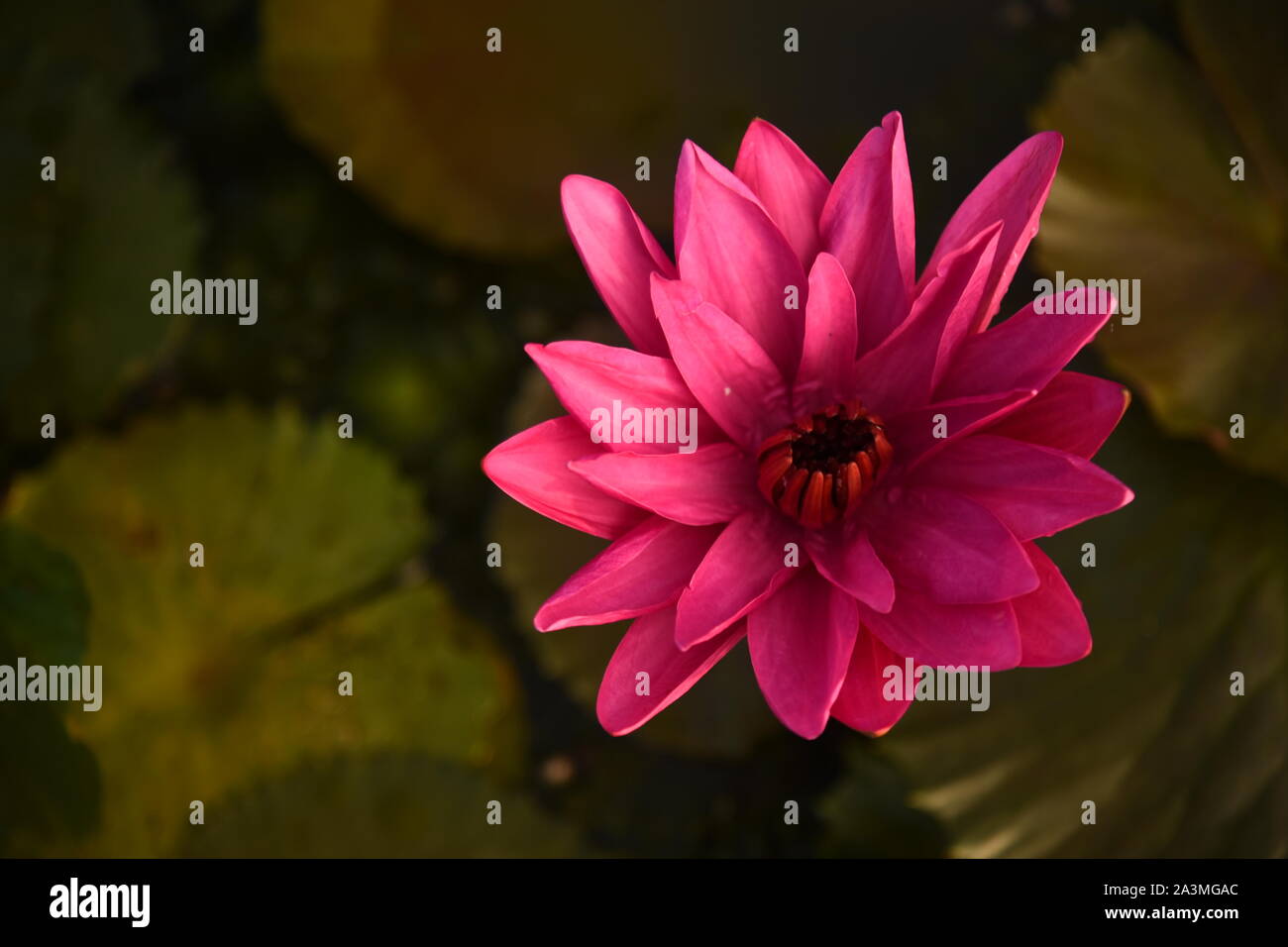 Ein schönes Pink Lotus Blume für Hintergrund und viele mehr Stockfoto