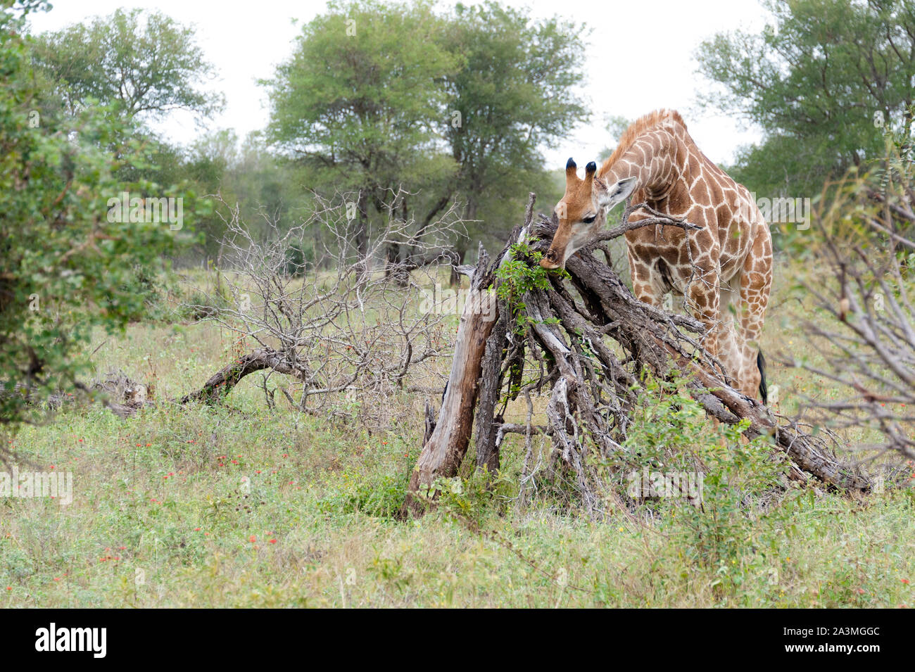 Eine Giraffe ist Essen Blätter in der freien Wildbahn, Kruger National Park, Johannesburg, Südafrika. Stockfoto