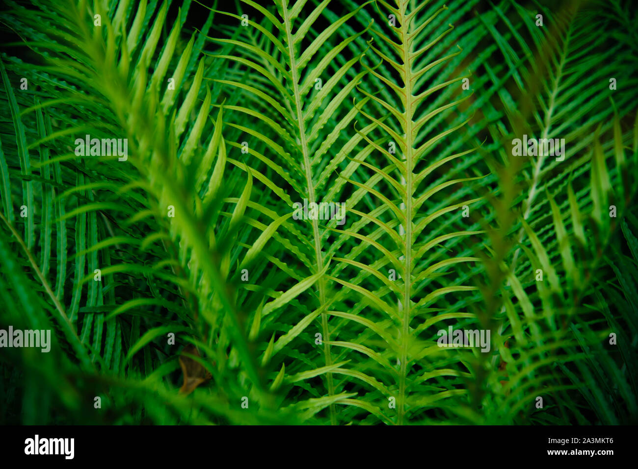 Tropische grüne Blätter auf dunklem Hintergrund. Natur Wald Anlagenkonzept Stockfoto