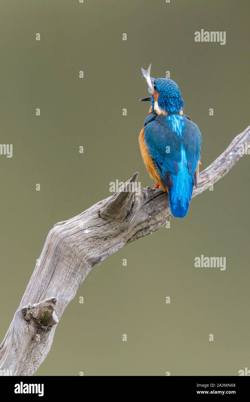 Eisvogel (Alcedo atthis) mit frisch gefangenen Fisch Electric Blue und orange Feuchtgebiet tauchen Vogel auf Barsch über Wasser. Langen Dolch - wie Bill kurze Schwanz Stockfoto