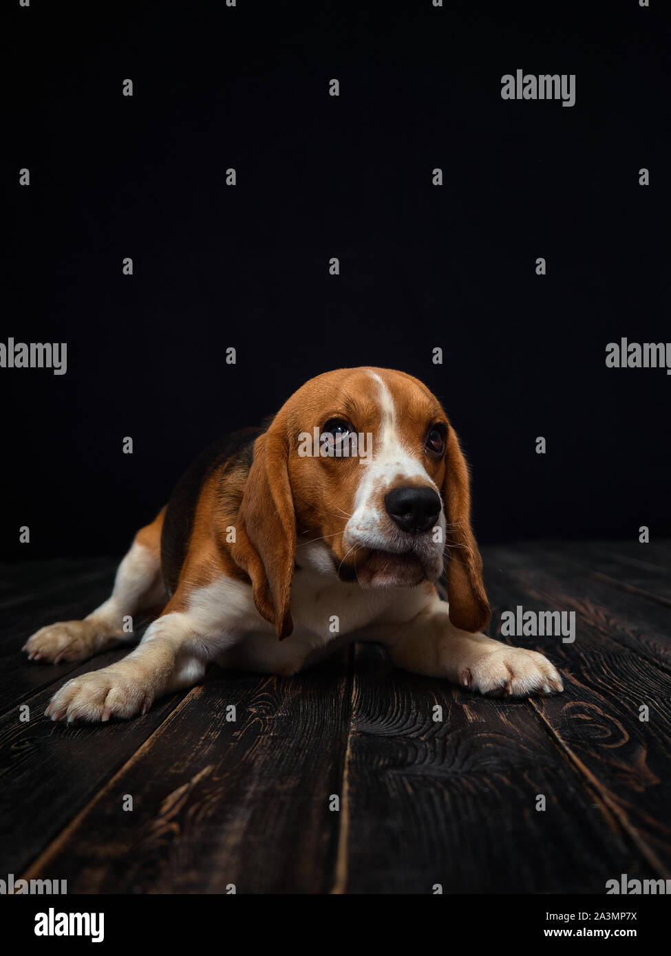 Beagle hund Portraitfotos in Photo Studio auf schwarzem Hintergrund und Holzboden. Den Hund eine Grimasse. Stockfoto