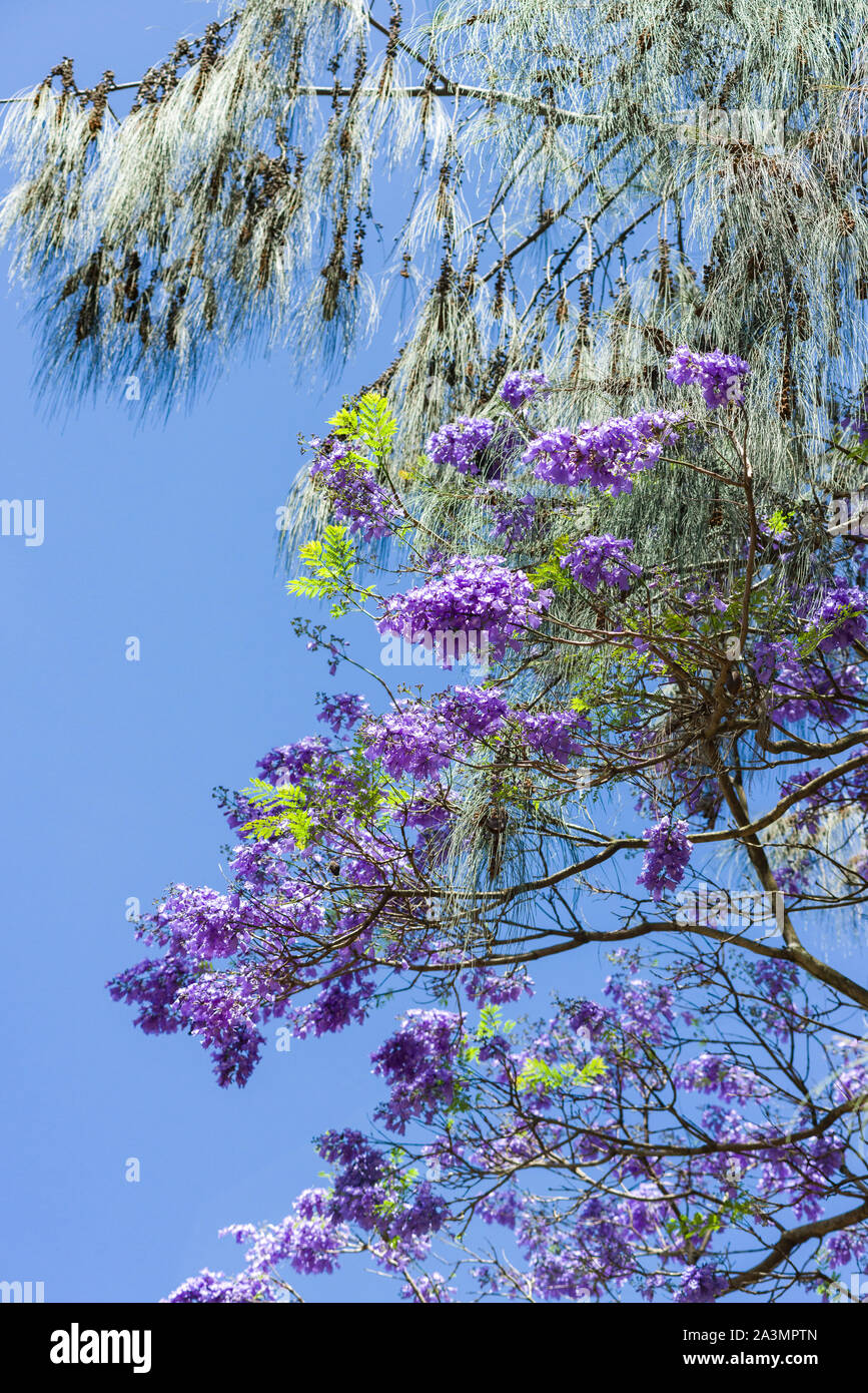 Eine blaue Jacaranda Tree (Jacaranda mimosifolia) in Blüte mit Indigo Blumen auf dem Display vor blauem Himmel, Kenia Stockfoto