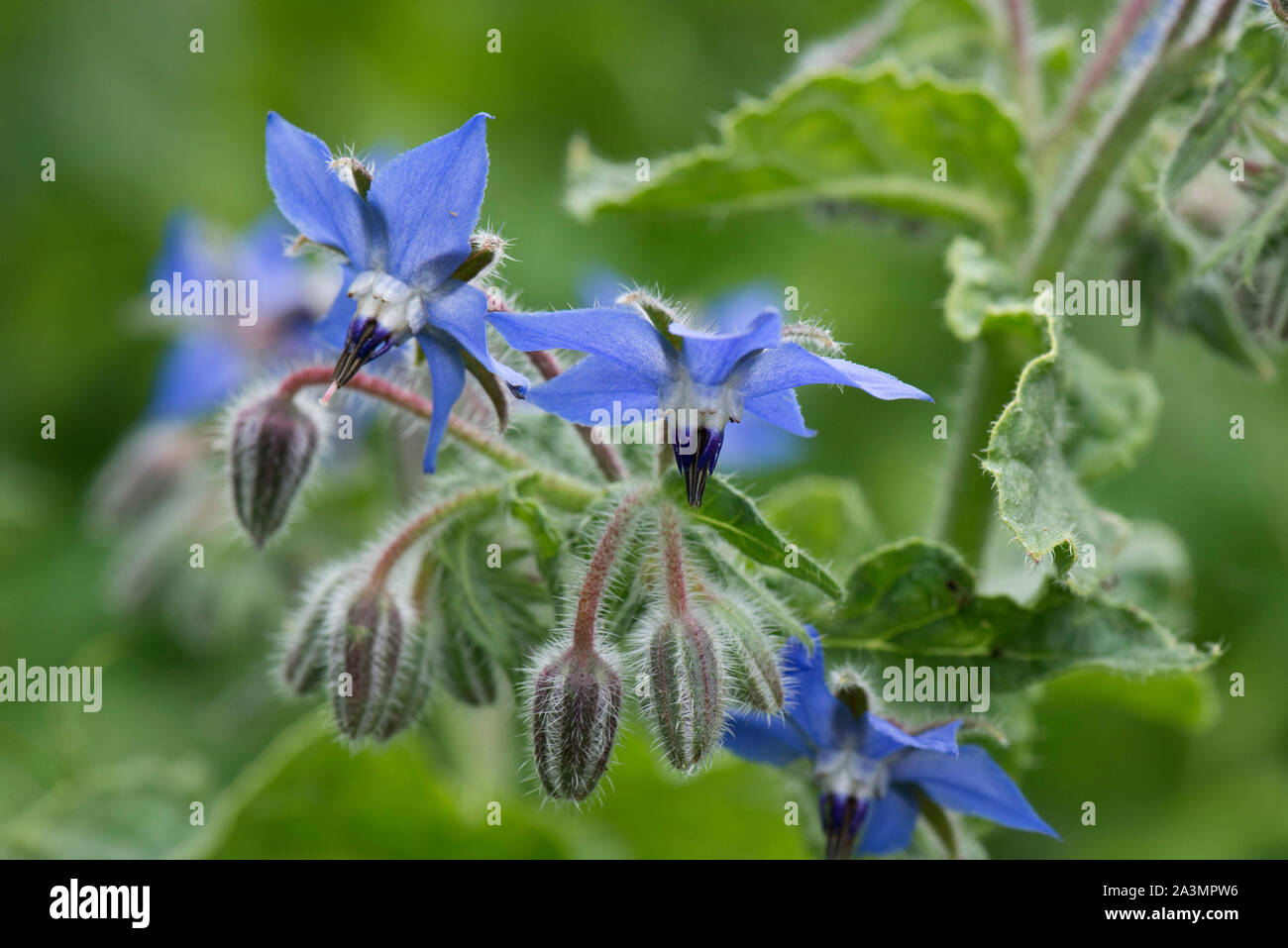 Oder starflower Borretsch (Borago officinalis) blaue Blüten Dieser Borstigen jährliche Kraut Attraktiv für Bienen und andere Wirbellose, Juli Stockfoto