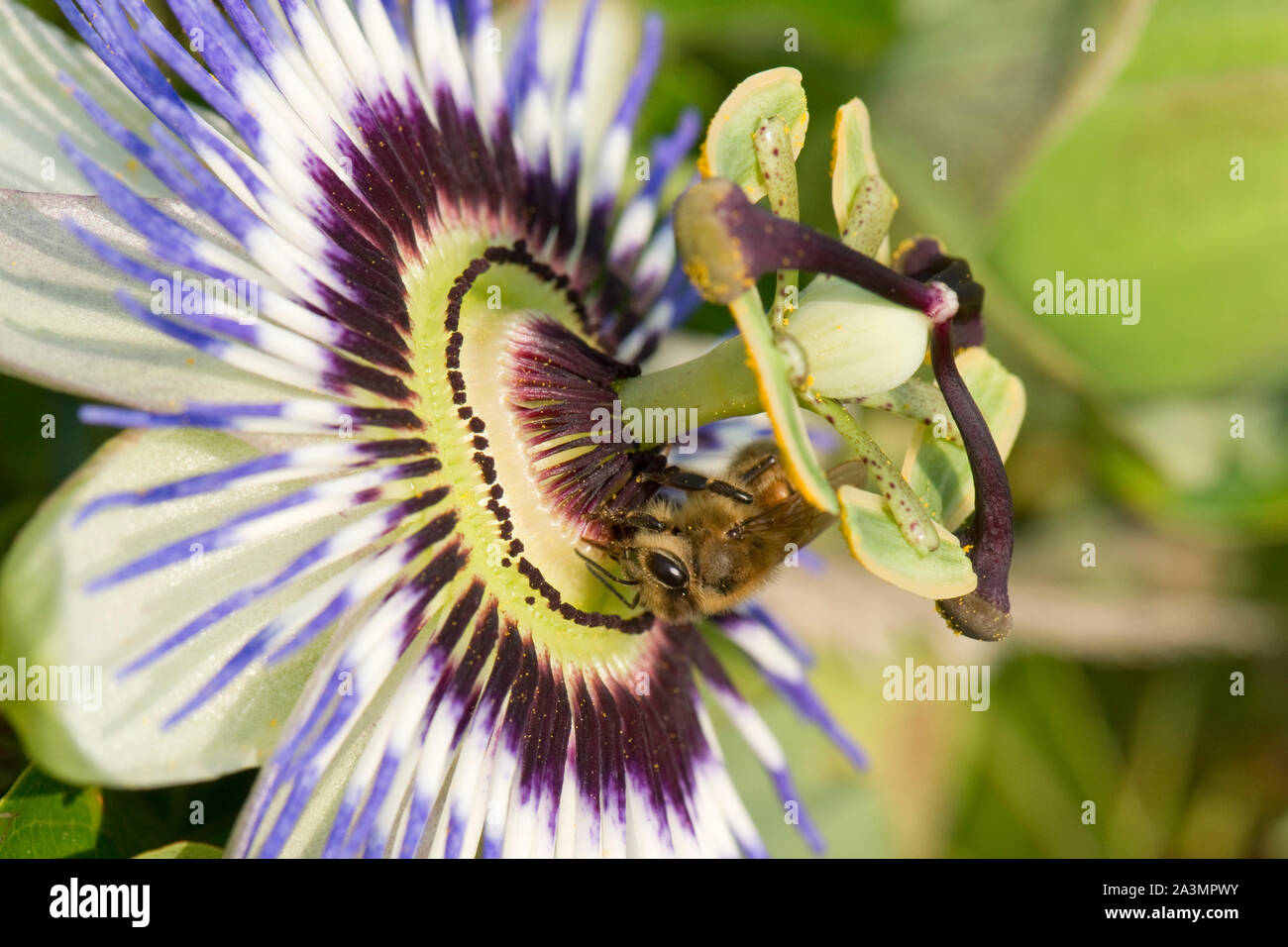 Honigbiene (Apis mellifera) Nahrungssuche auf einer Passionsblume (Passiflora caerulea), Berkshire, August Stockfoto