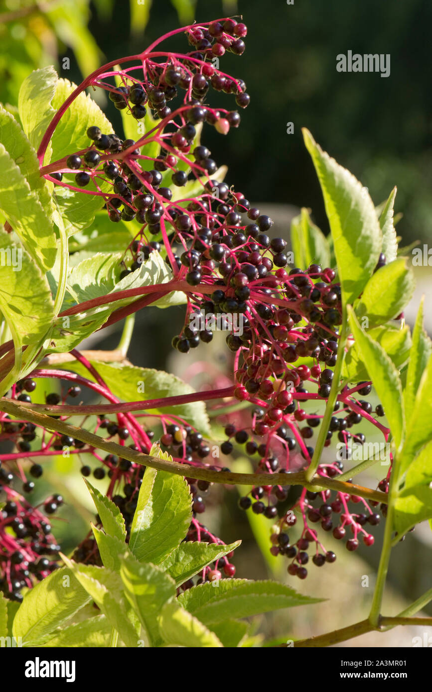 Holunder (Sambucus nigra) Beeren auf dem Baum im Spätsommer. Roter Stiel und dunklen Lesen reife Früchte, September Stockfoto