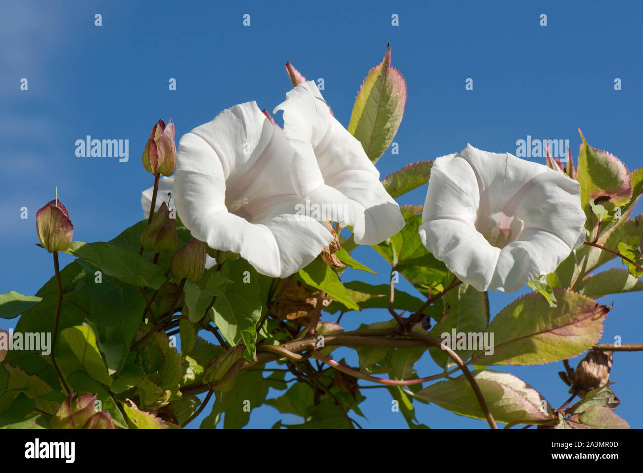 Hedge bindweed oder Oma - Pop-out-of-bed (Calystegia sepium), weiße Blüten, Blätter und Kelch dieser Garten Unkraut, September Stockfoto