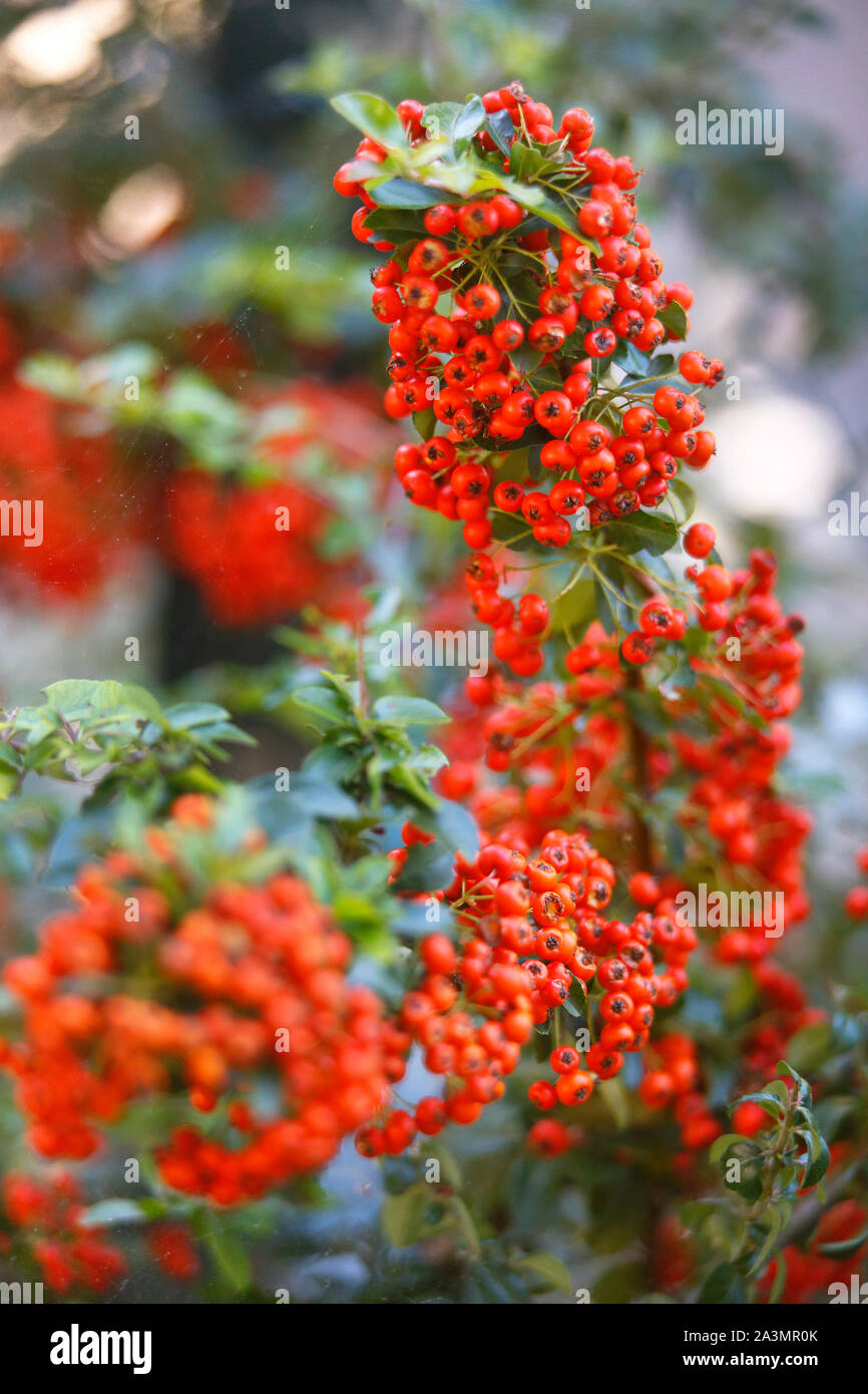 Rote Beeren auf einem holzbär oder Firethorn Bush. Stockfoto
