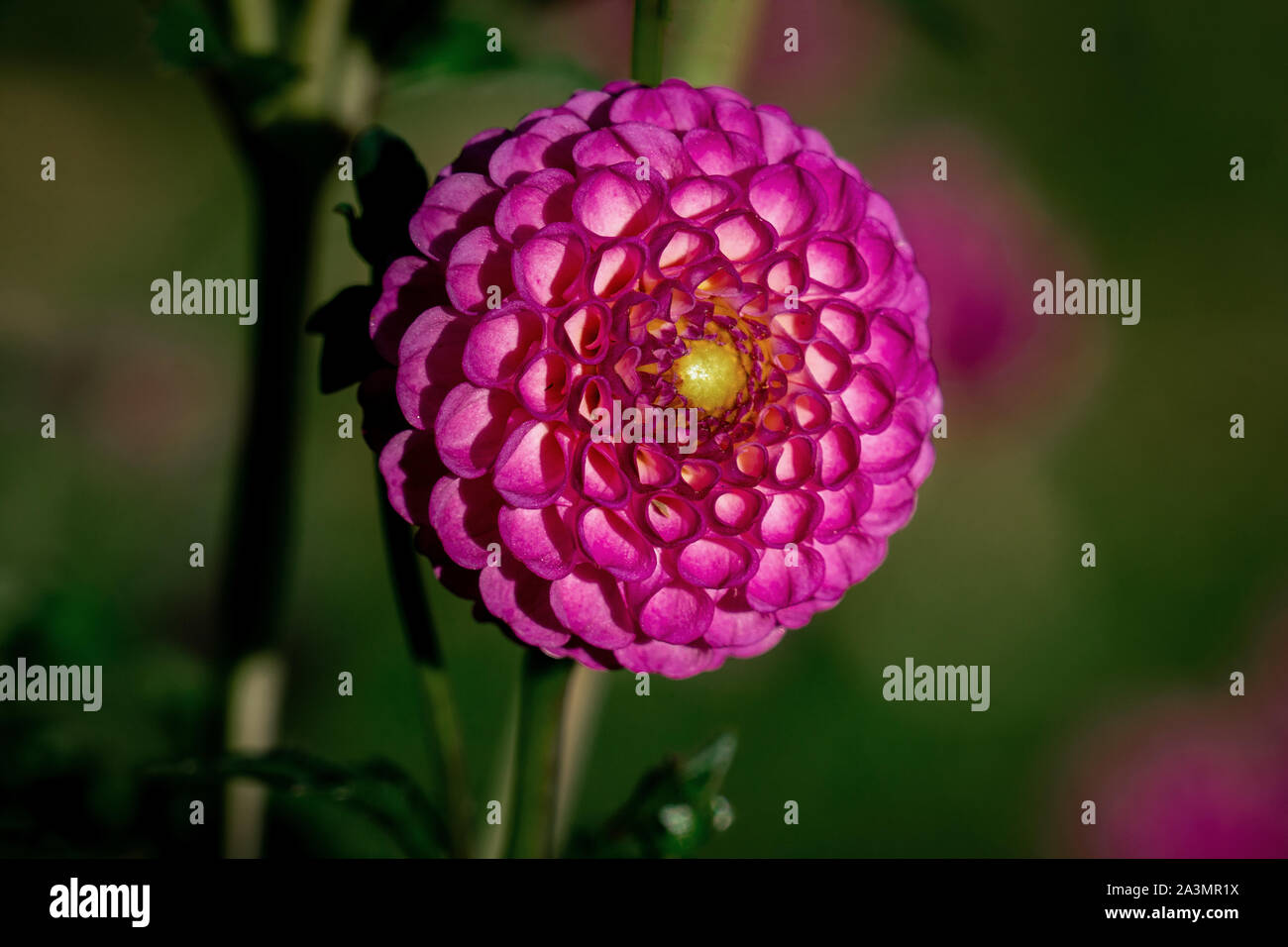 Detaillierte Nahaufnahme von einem schönen lila Zippity tun Da Dahlie Blume blühen in den hellen Sonnenschein Stockfoto