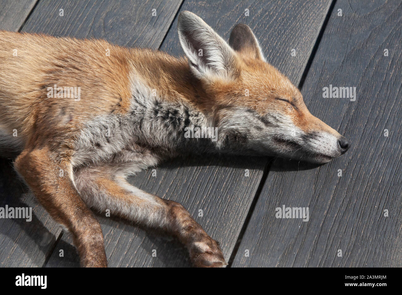 Ein junger Erwachsener Fox, ca. 7 Monate alt, schläft auf Holzterrasse in einem Vorort Garten im Süden Londons. Stockfoto