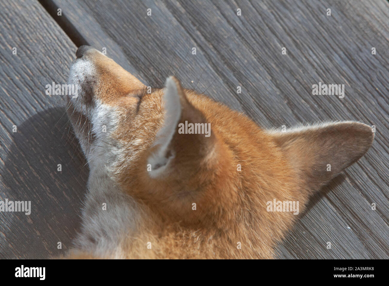 Ein junger Erwachsener Fox, ca. 7 Monate alt, schläft auf Holzterrasse in einem Vorort Garten im Süden Londons. Stockfoto