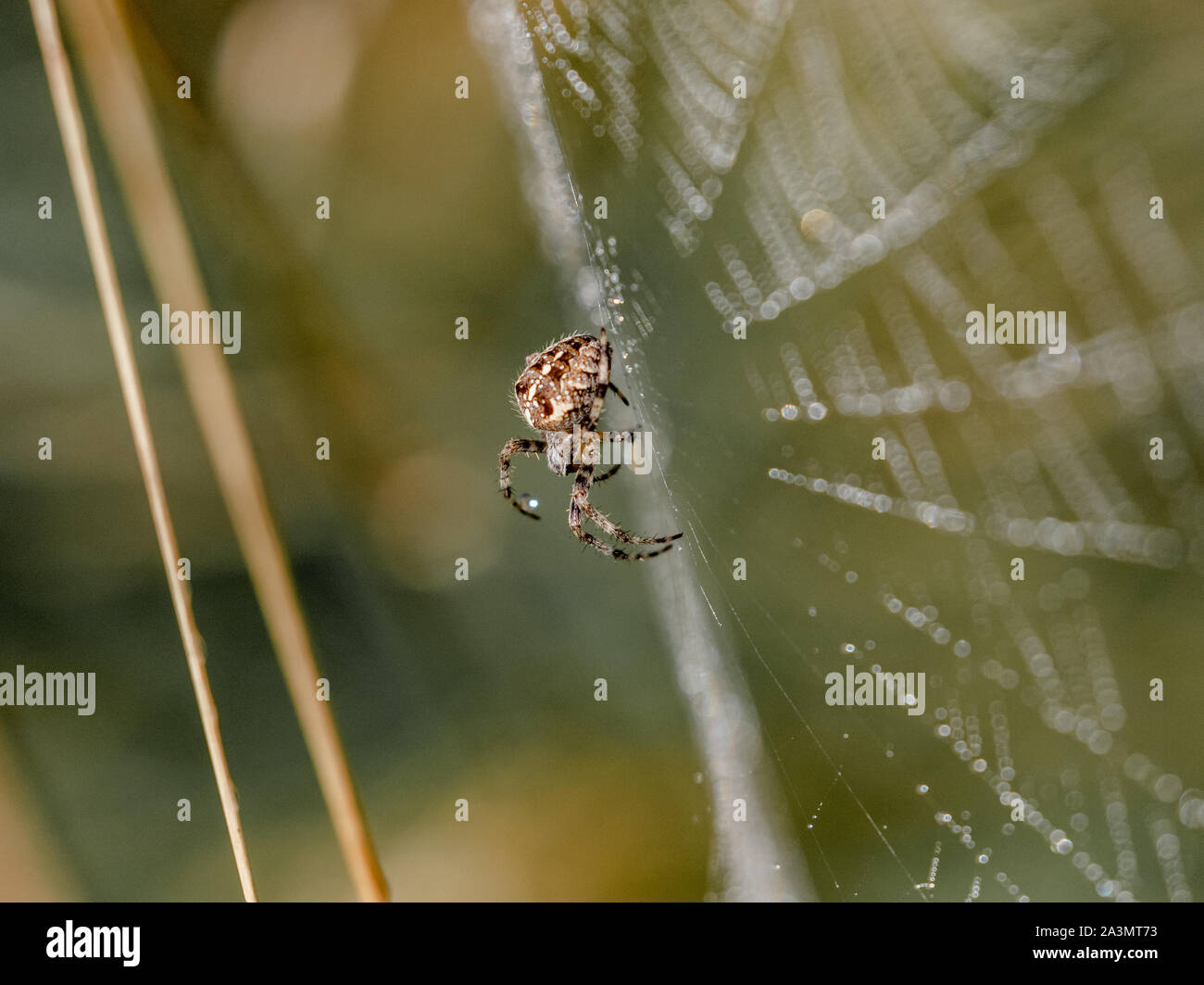 Eine europäische Kreuzspinne spinnen ein Netz. Stockfoto