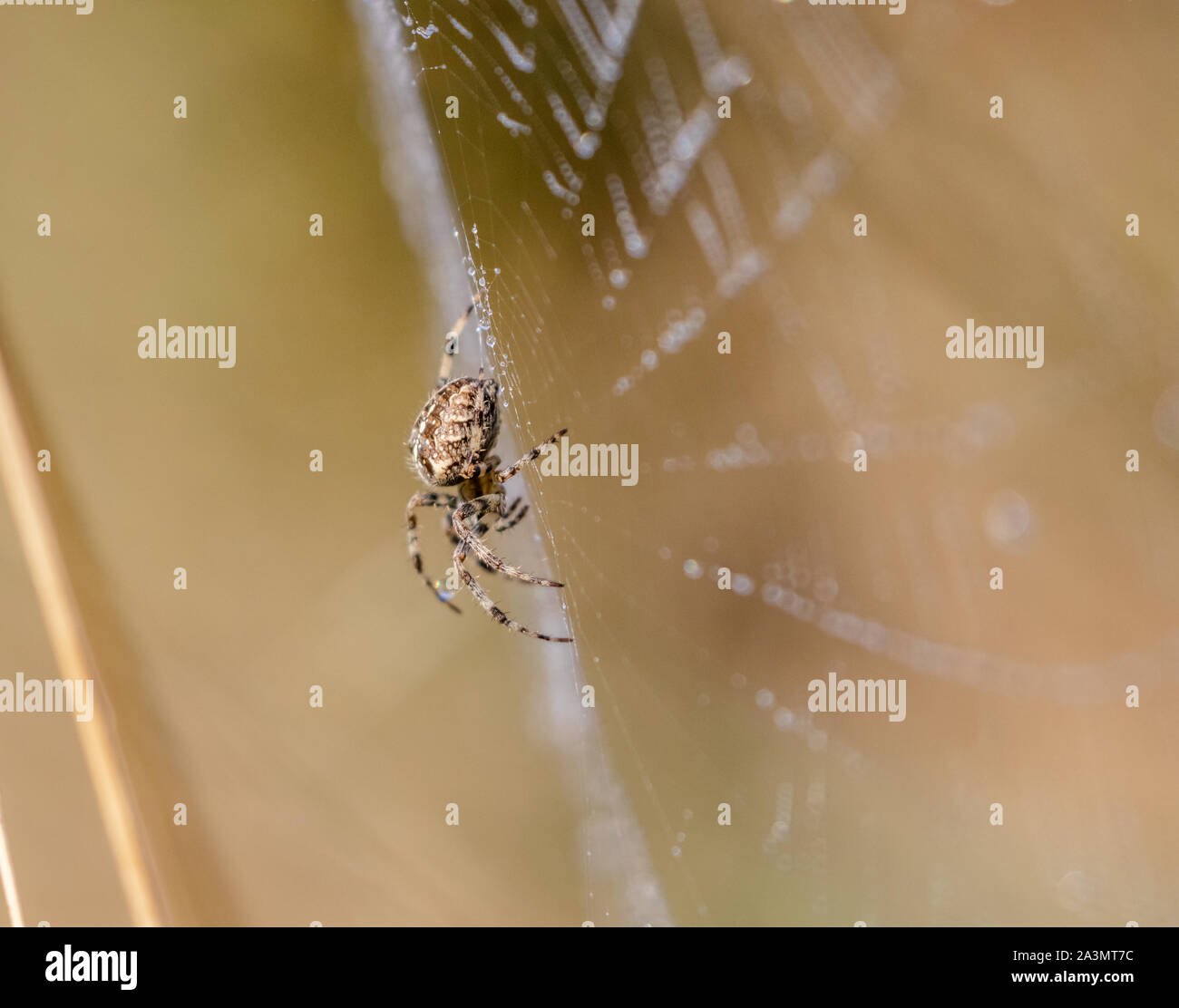 Eine europäische Kreuzspinne spinnen ein Netz. Stockfoto