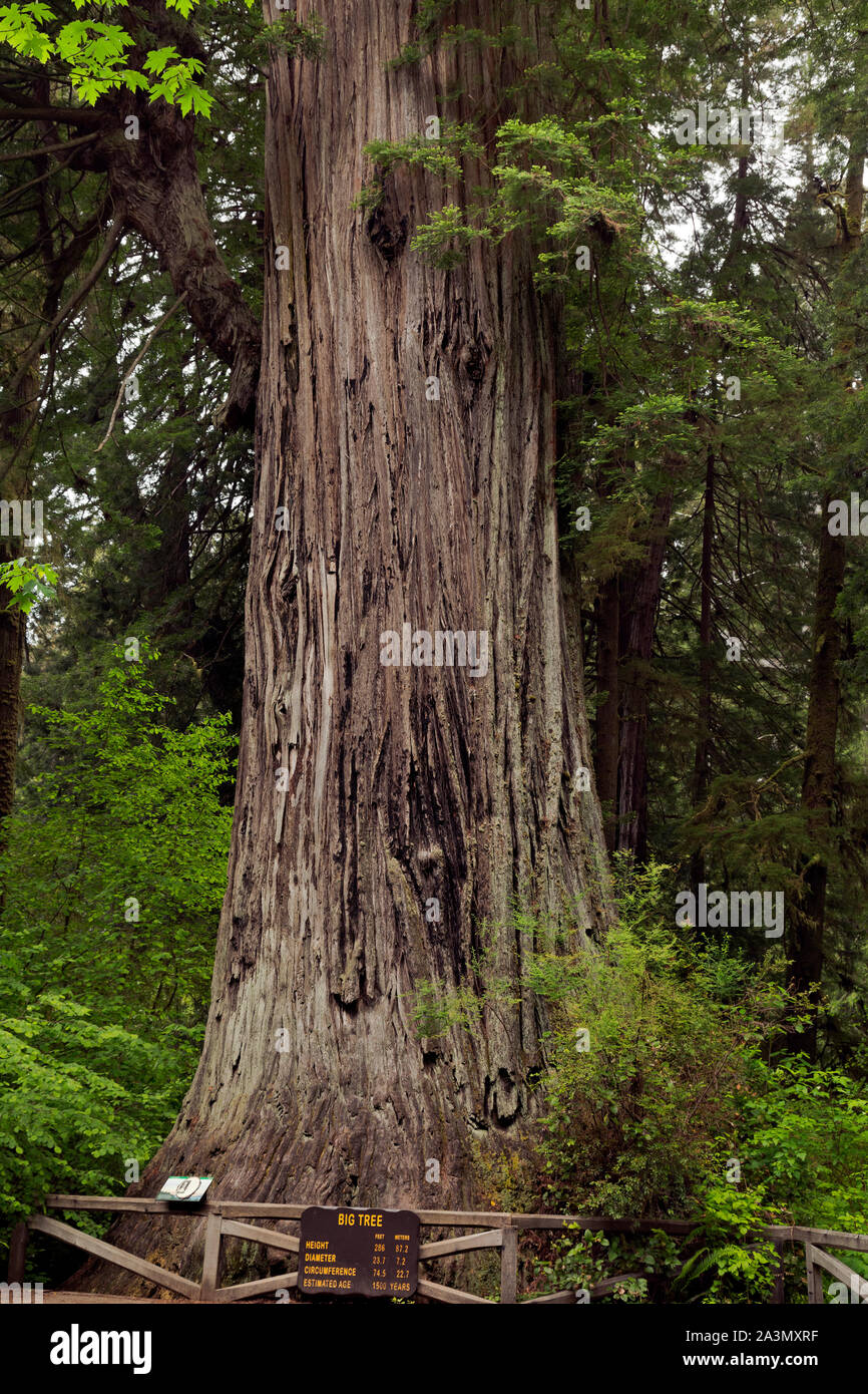 CA 03615-00 ... Kalifornien - Big Tree, ein beliebtes Feature von Prairie Creek Redwoods State Park; Teil der Redwoods National- und Staatsparks komplex. Stockfoto