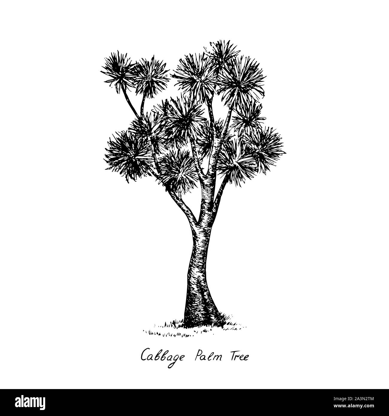 Cordyline australis (Cabbage Tree, Kohl - Palm) Baum Silhouette, Hand gezeichnet Tiefdruck Stil, Skizze Abbildung mit Beschriftung Stockfoto