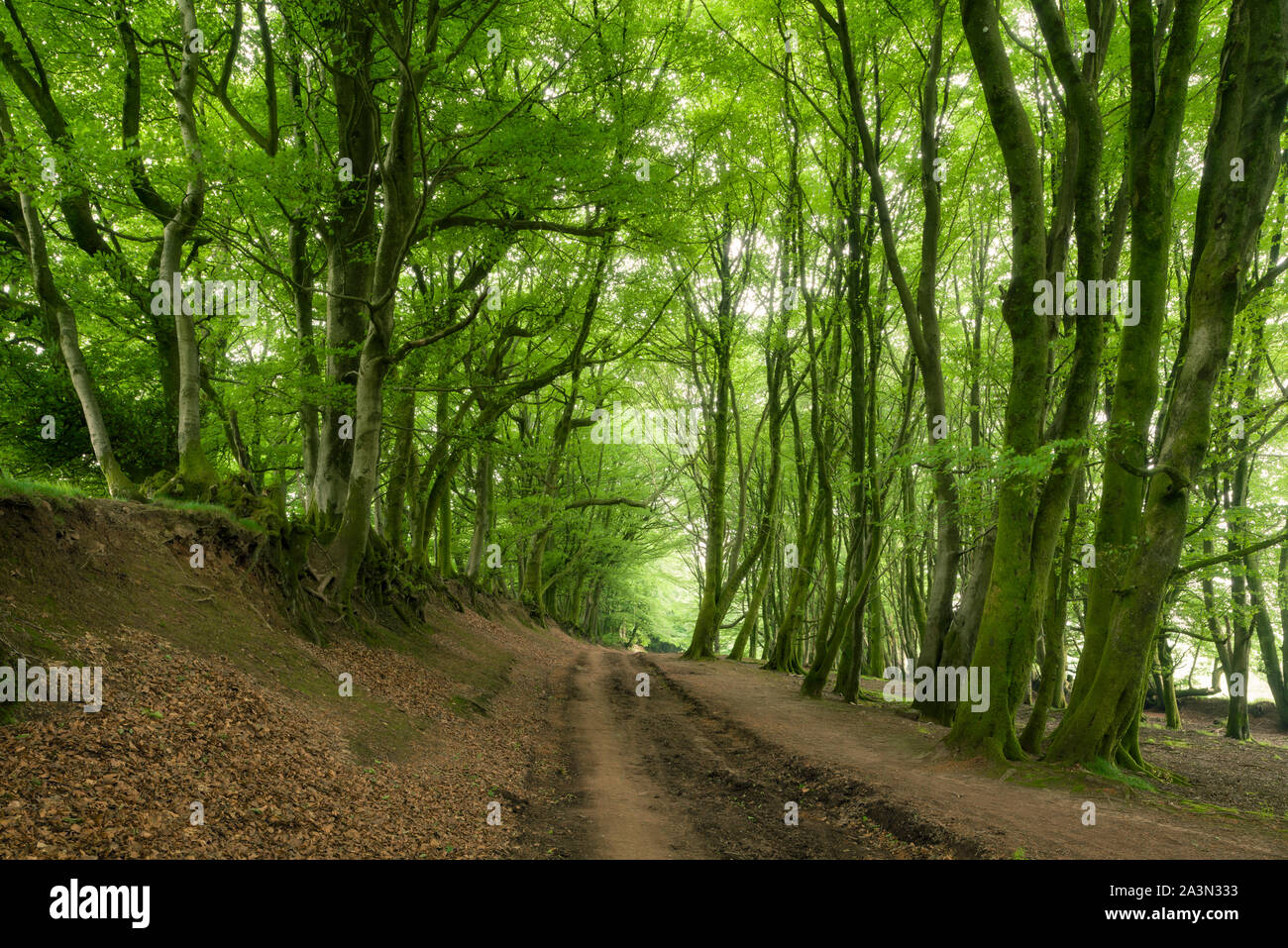 Buchen im Sommer Futter fuhr Straße in der quantock Hills in Somerset, England. Stockfoto