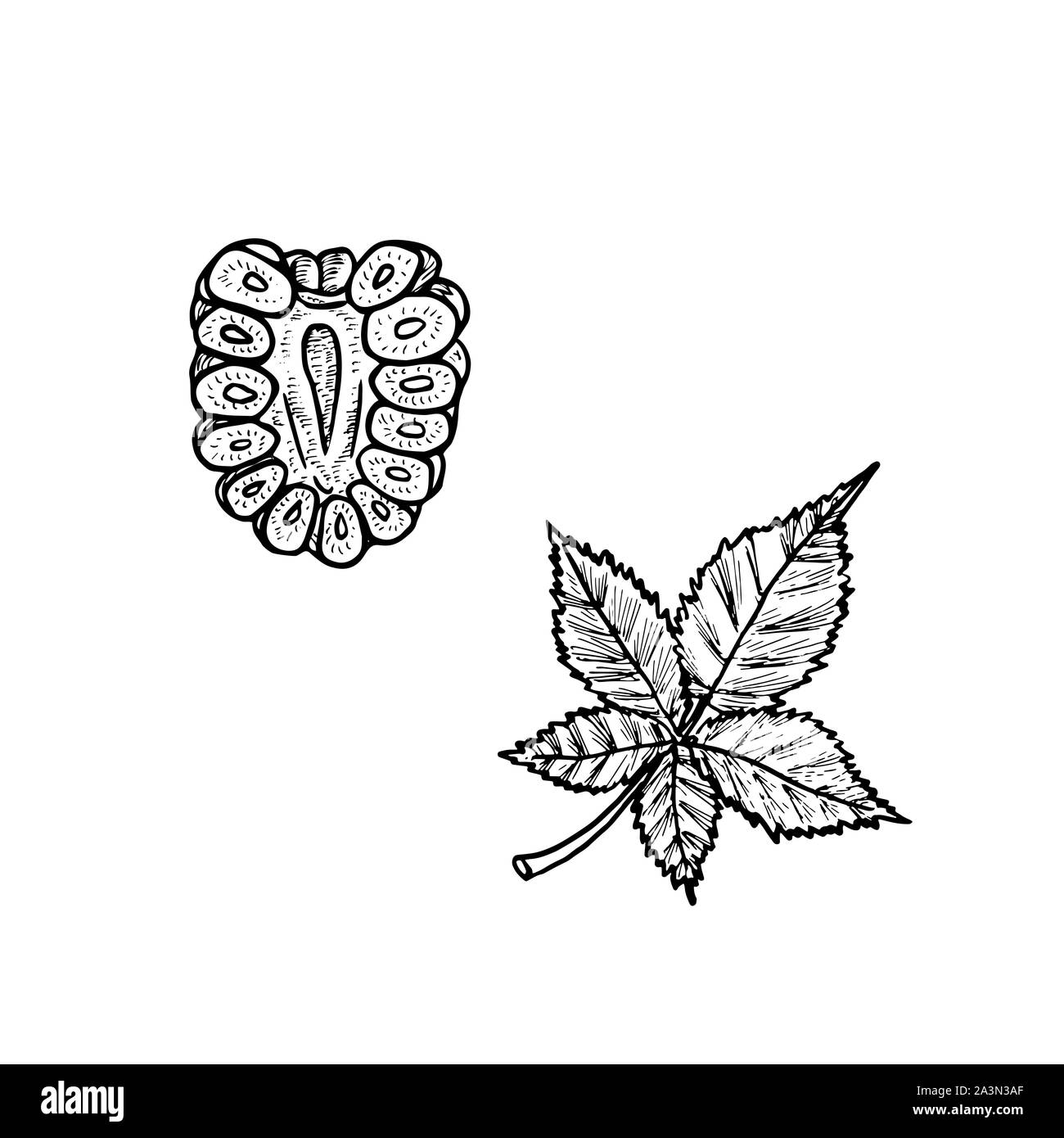 Brombeeren geschnitten Slice mit Blatt, doodle Tiefdruck stil Skizze Abbildung, Element für Design Stockfoto