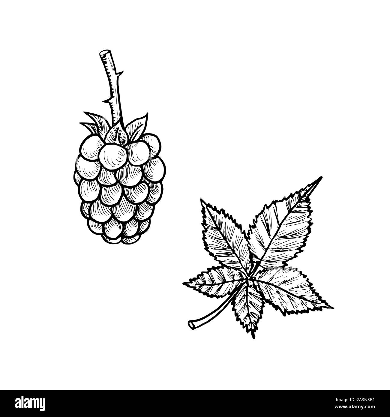 Brombeeren Zweig mit Blatt, doodle Tiefdruck stil Skizze Abbildung, Element für Design Stockfoto