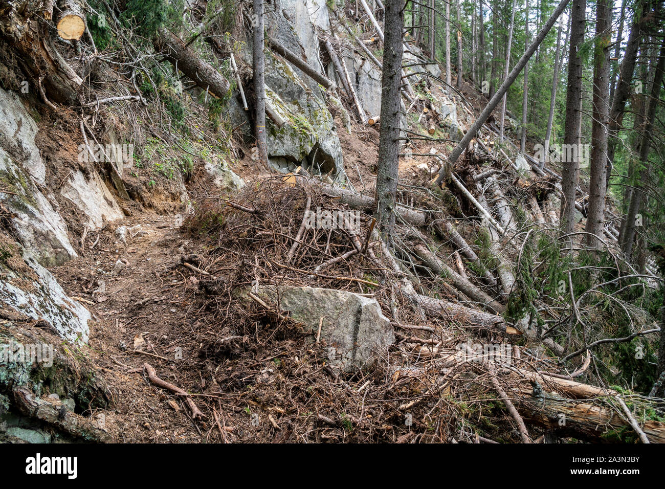 Zerstörung durch eine Lawine im Wald Stockfoto