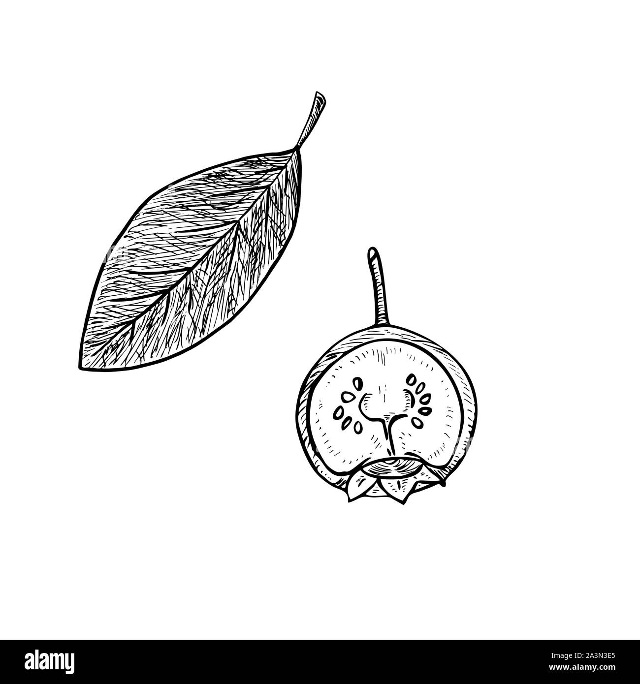 Heidelbeere (Vaccinium corymbosum) schnitt die Hälfte und Blatt, doodle Tiefdruck stil Skizze Abbildung, Element für Design Stockfoto