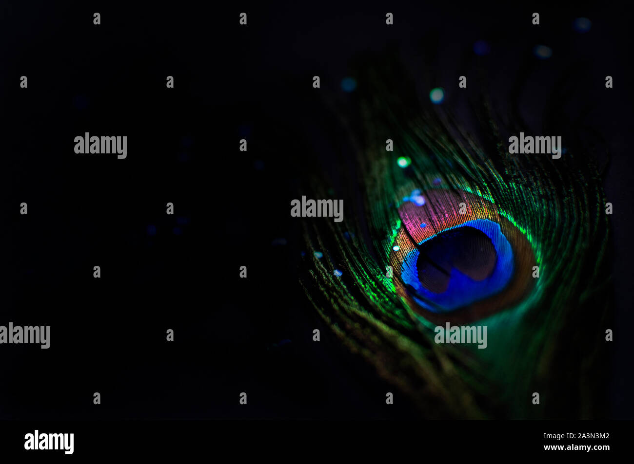 Pfauenfeder auf einem schwarzen Hintergrund mit glitter Partikeln oder Konfetti verteilt. Nahaufnahme, kopieren Platz für Text, trendigen Farben. Stockfoto