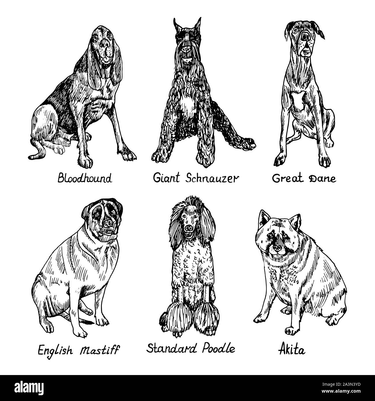 Hunde, Bloodhound, Schnauzer, Dogge, englische Dogge, Standard Poodle, Akita, Hand gezeichnet doodle Skizze mit Beschriftung Stockfoto