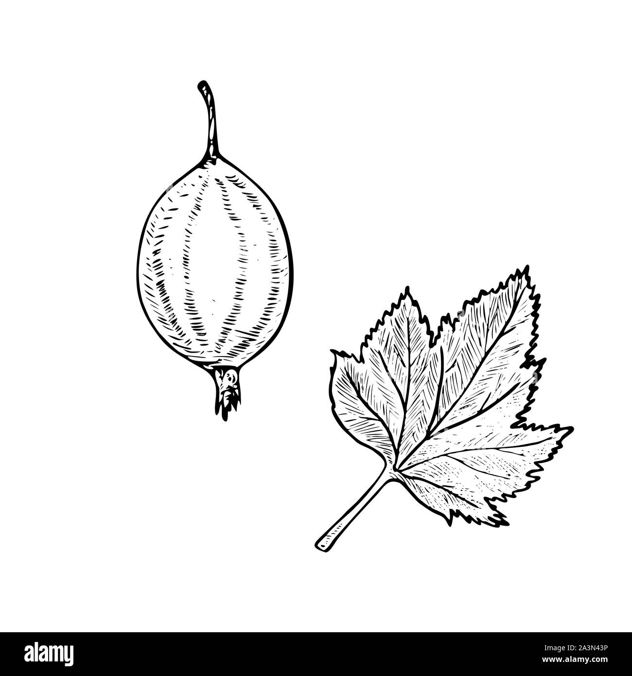 Stachelbeere (Ribes uva-scharfe Berry) und Blatt, doodle Tiefdruck stil Skizze Abbildung, Element für Design Stockfoto