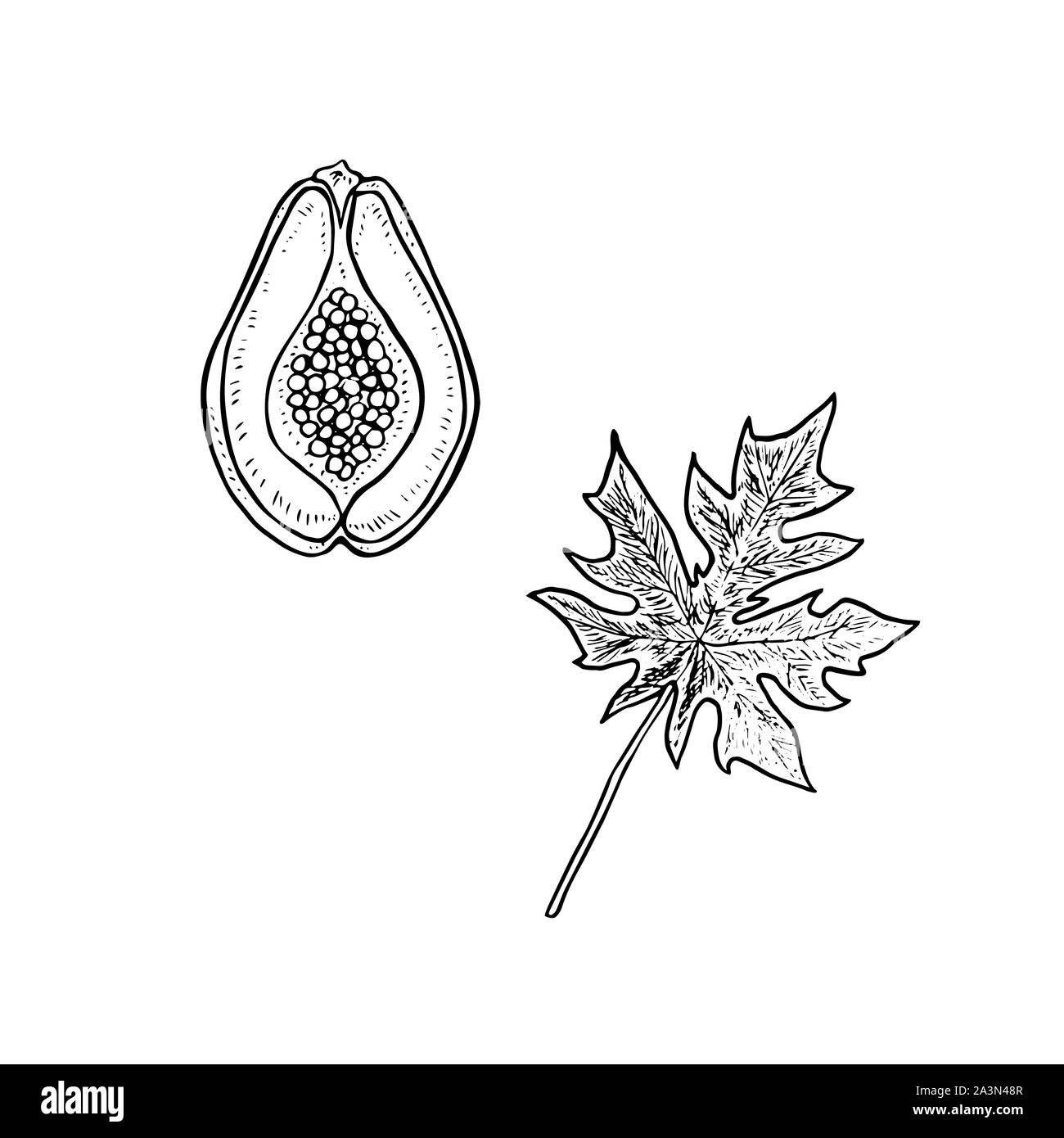 Carica Papaya (Papaya oder Papaya) Obst schneiden die Hälfte mit Blatt, Hand gezeichnet Tiefdruck Stil, Skizze Abbildung, Element für Design Stockfoto