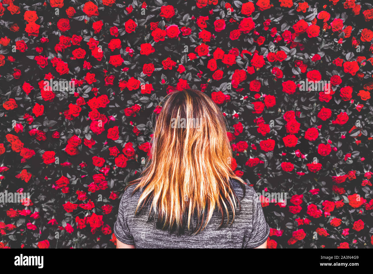 Frau unter rote Rosen Hintergrund Stockfoto