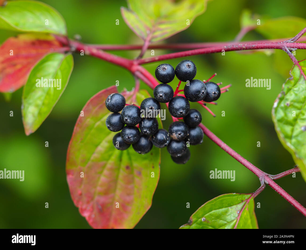 Schwarz nannyberries auf rote Stiele mit grünen und roten Blätter im Herbst (Viburnum lentago) Stockfoto