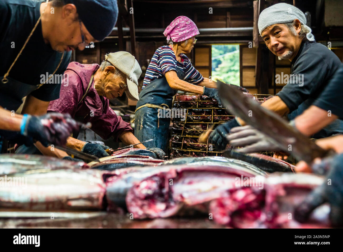 Die kleine Thunfischart Bonito ist filetiert. Yasuhisa Serizawa, rechts im Bild. Ihm gegenüber steht sein Vater, der mit weit über 80 Jahren immer noch beim Schneiden der Fische hilft. Seine Mutter nimmt die Hälften des Fisches und legt sie für den nächsten Schritt in einen großen Metallkorb. Yasuhisa Serizawas Katsuobushi-Manufaktur in Nishiizu-Cho, Shizuoka, Japan Stockfoto