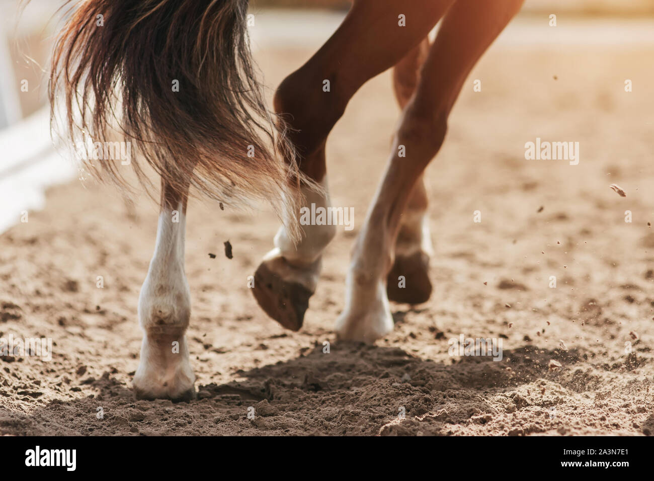 Die hufe eines Sauerampfer Pferd mit einem Flatternden buschigen Schwanz, Trab über eine sandige Gebiet, der Staub im Sonnenlicht. Stockfoto