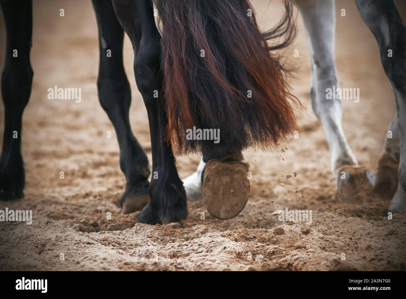 Die hufe von einem schwarzen Pferd mit einem schönen flauschigen Schwanz, der in einer sandigen Feld zusammen mit ein graues Pferd läuft Stockfoto