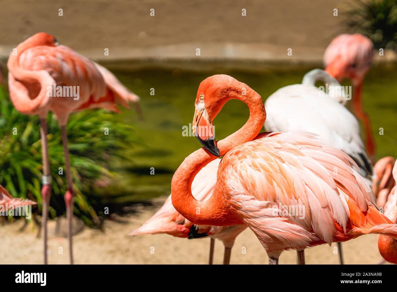 Flamingo. Herde von Flamingo in natürlichen Hintergrund Stockfoto