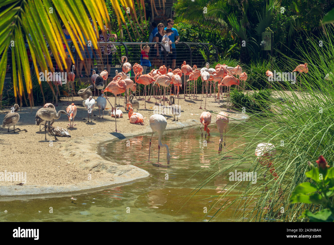 San Diego, Kalifornien/USA - August 12, 2019 Herde von Flamingo in San Diego Zoo Safari Park Stockfoto