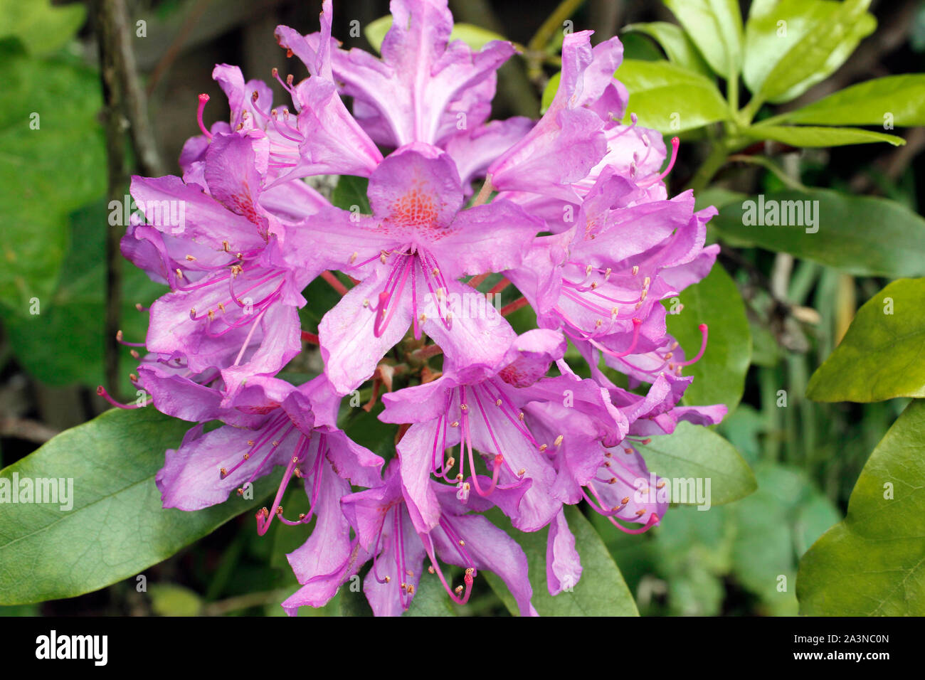 Violett Violett Rhododendron 'ponticum 'flowerhead wild wachsenden Stockfoto