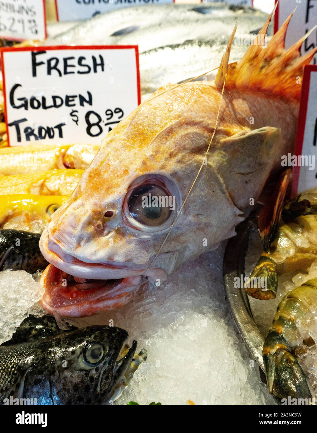 Grinsender Fisch auf dem Pikes Place Market in Seattle Stockfoto