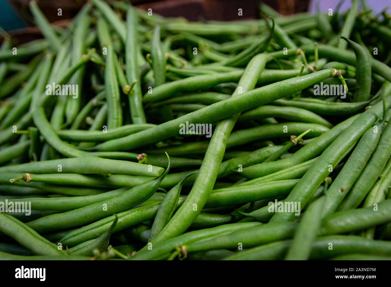Geernteter Stapel gesunder, frischer grüner Bohnen Stockfoto