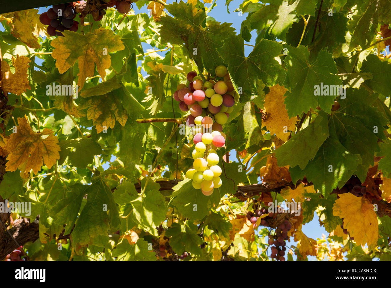 Bündel von köstlichen Trauben im südlichen Spanien wächst Stockfoto