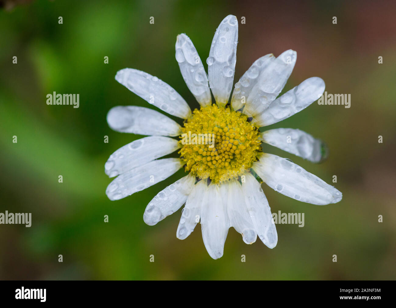 Eine Makroaufnahme der Regentropfen auf die Blütenblätter einer oxeye Daisy ruht. Stockfoto