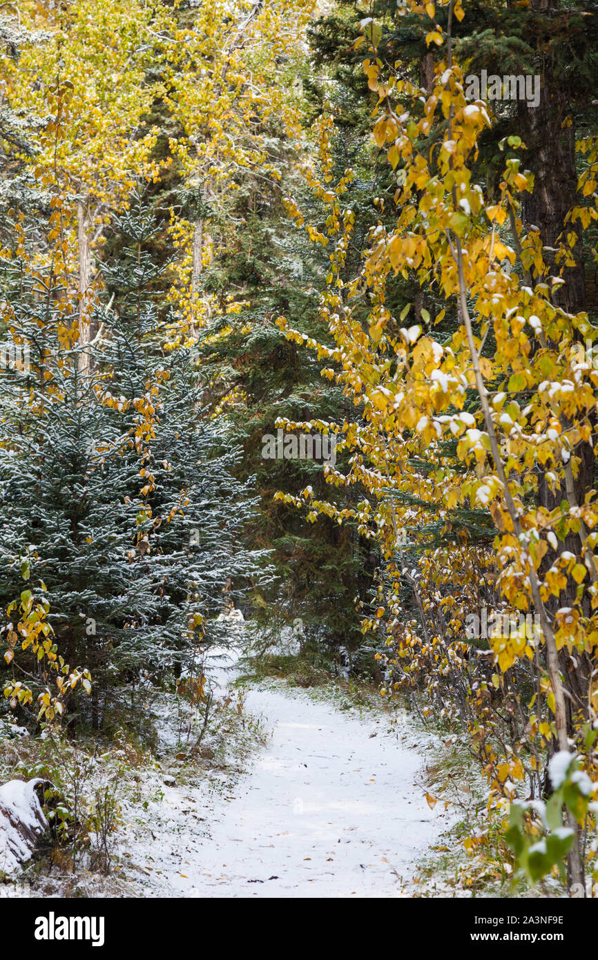 Szene aus dem Moorland Loop Trail in Banff Alberta nach den ersten leichten Schneefall der Jahreszeit Stockfoto