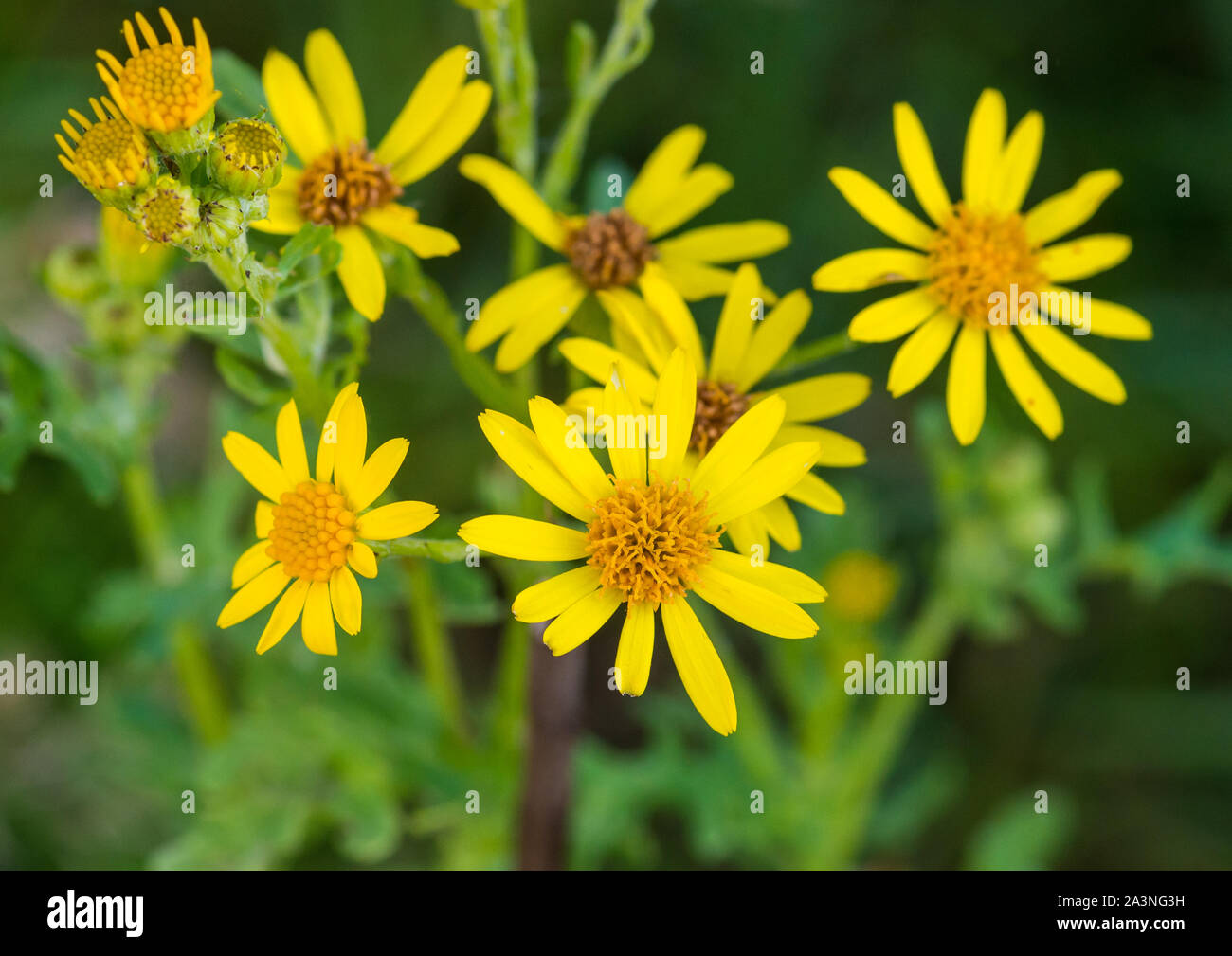 Ein Makro geschossen von einige gelbe ragwort Blüten. Stockfoto