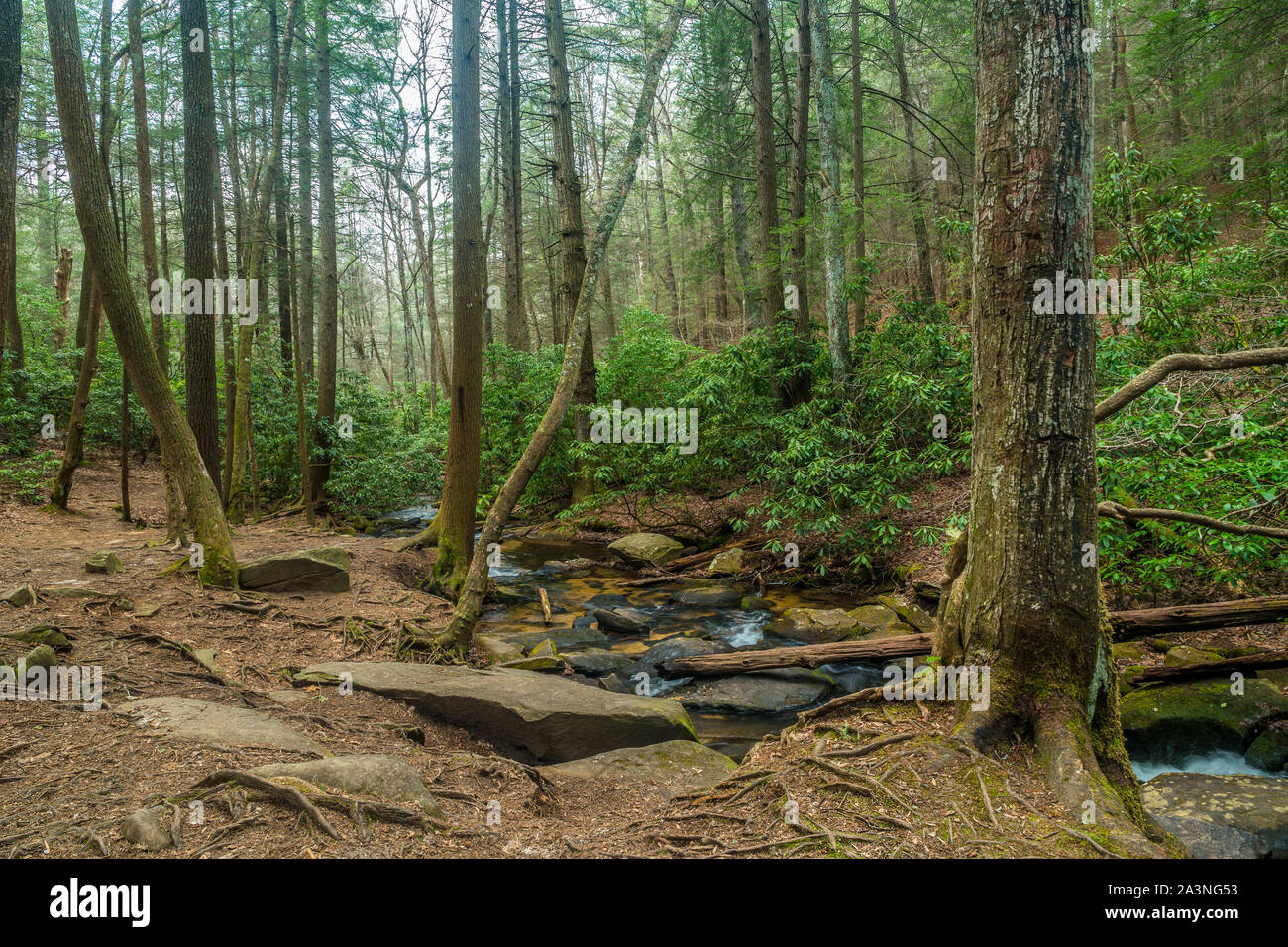 Fließende Wasser hinter die Berge durch die Wälder im Frühjahr während der Tageszeit Stockfoto